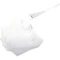 Acerbis Front Number Plate (White) 2374050002
